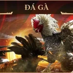 Chơi Đá Gà GA28 Hi88 Ngay Để Thắng Lớn Mỗi Ngày